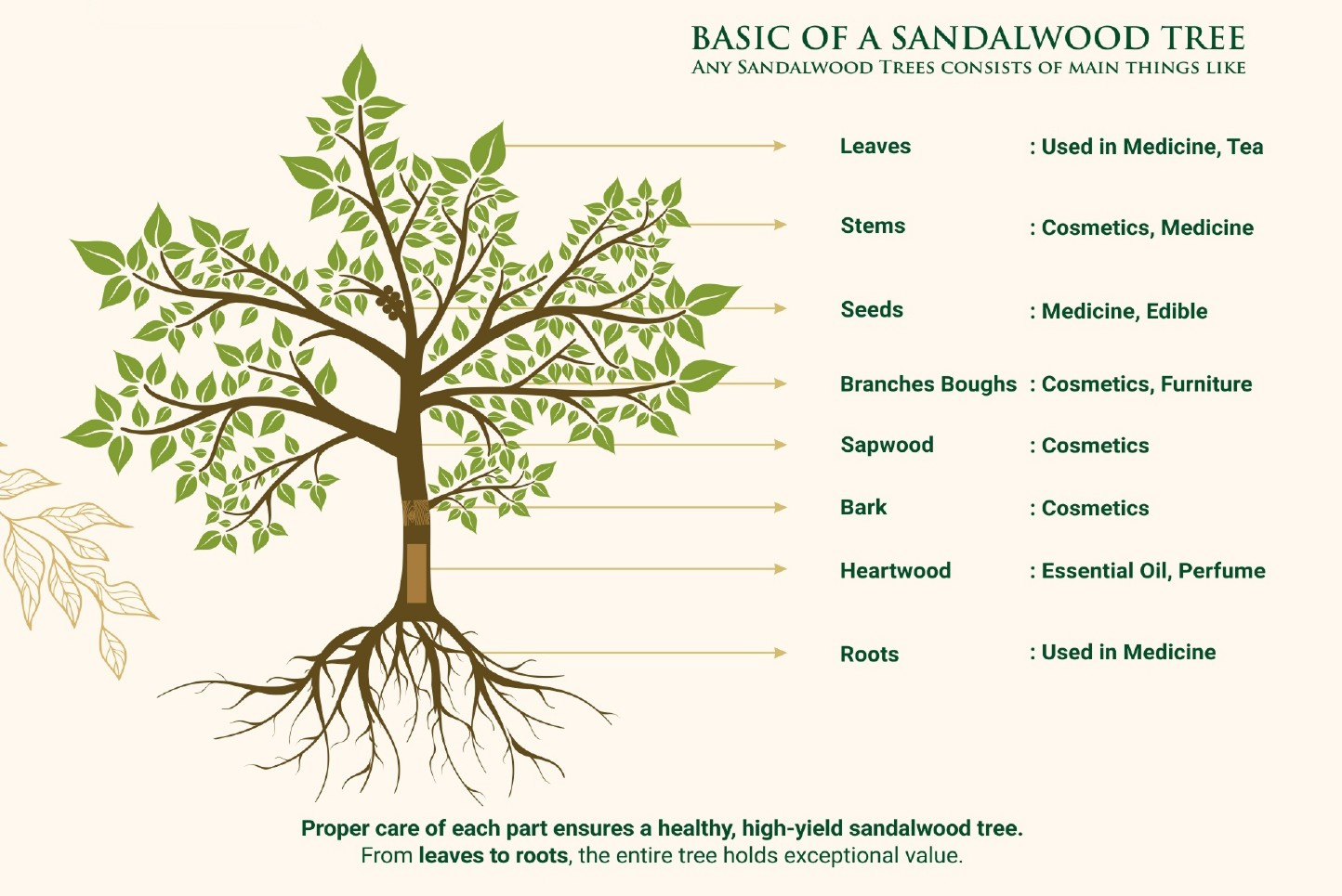 Basic of a sandalwood tree