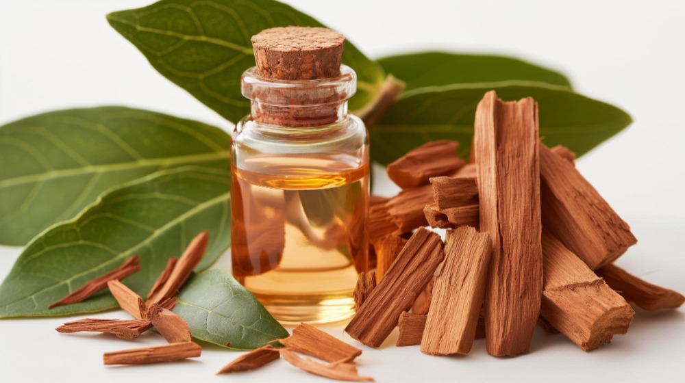 investment in sandalwood farming