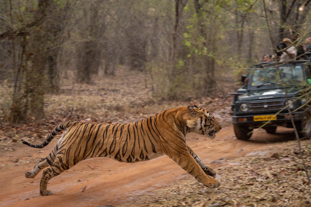 Pench Tiger Reserve