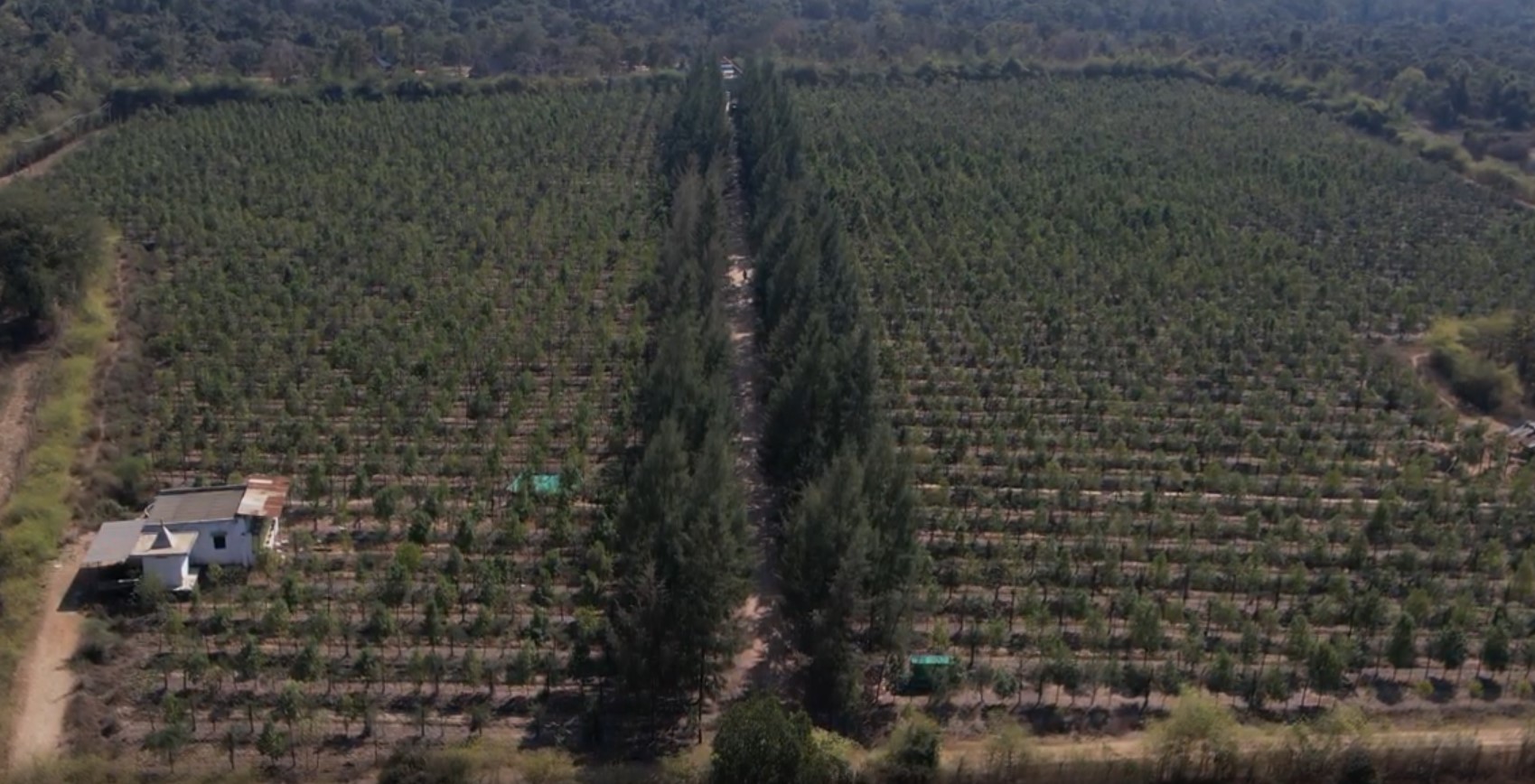 Agricultural Sandalwood Land