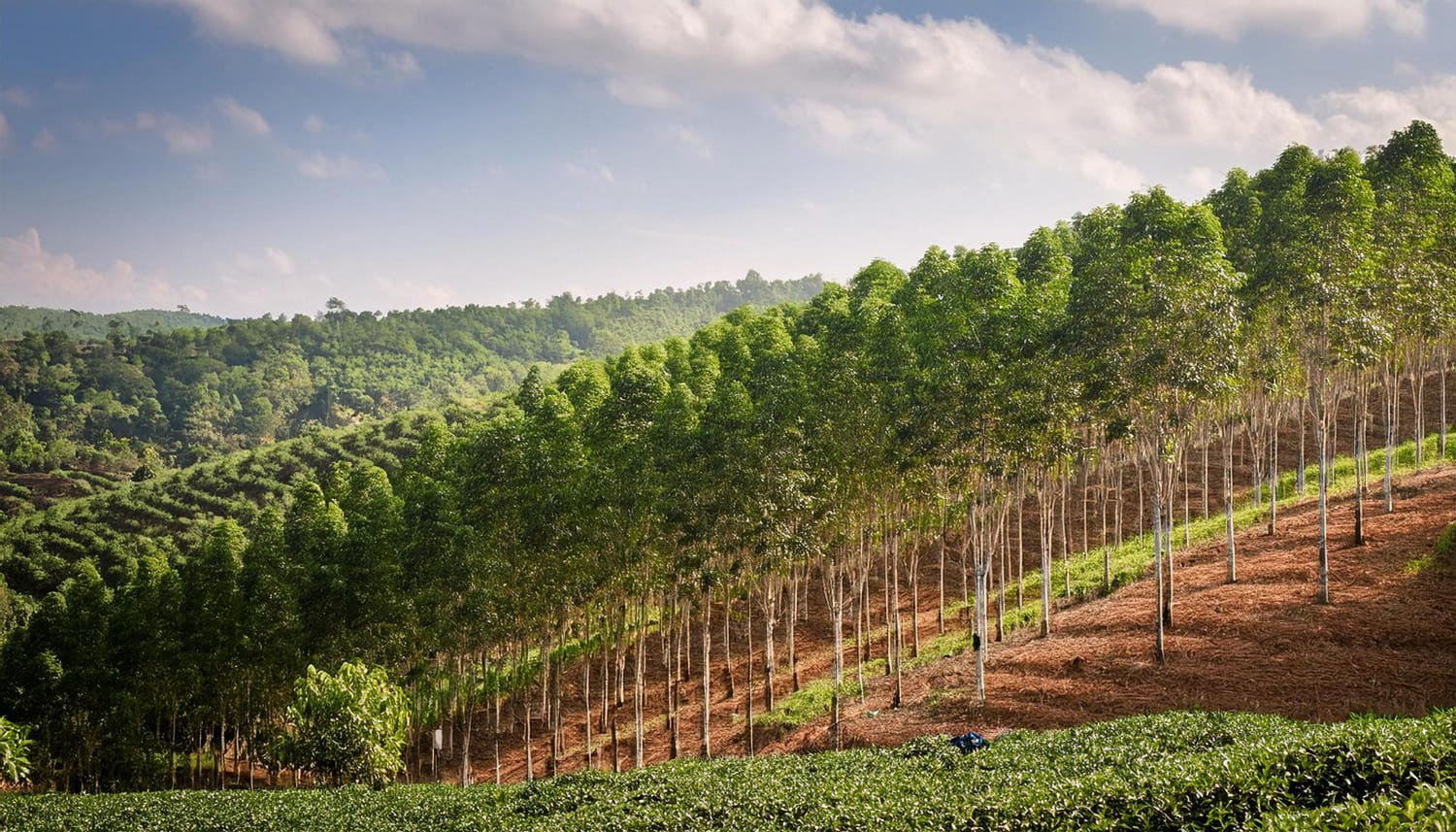 What to Check Before Investing in a Sandalwood Plantation